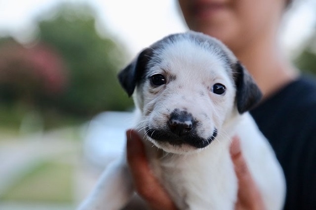 Сальвадор Долли - щенок, который кого-то очень напоминает