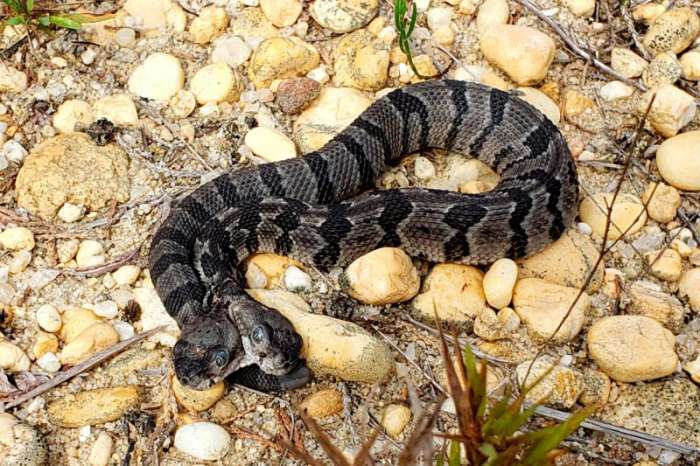 В США обнаружили змею с двумя головами