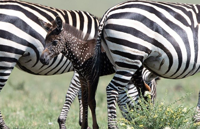 В национальном заповеднике Кении родилась уникальная зебра с крапинками вместо полосок
