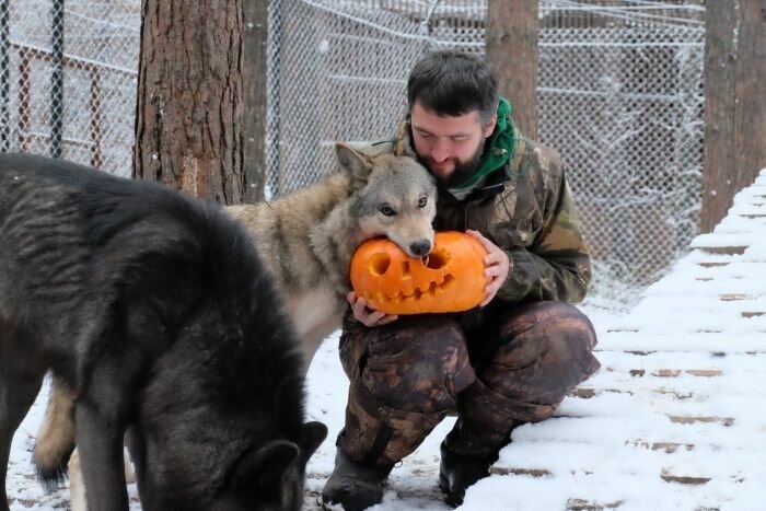 Бизнесмен, приручивший волков, набирает популярность в «Инстаграме»