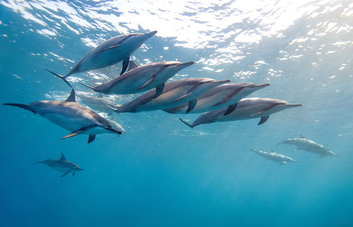 Дельфины – уникальные жители нашей планеты