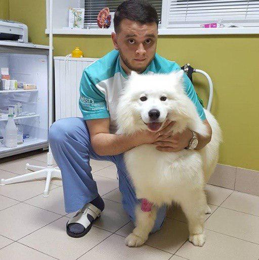 Ветеринару, спасающему животных от эвтаназии, грозит тюрьма