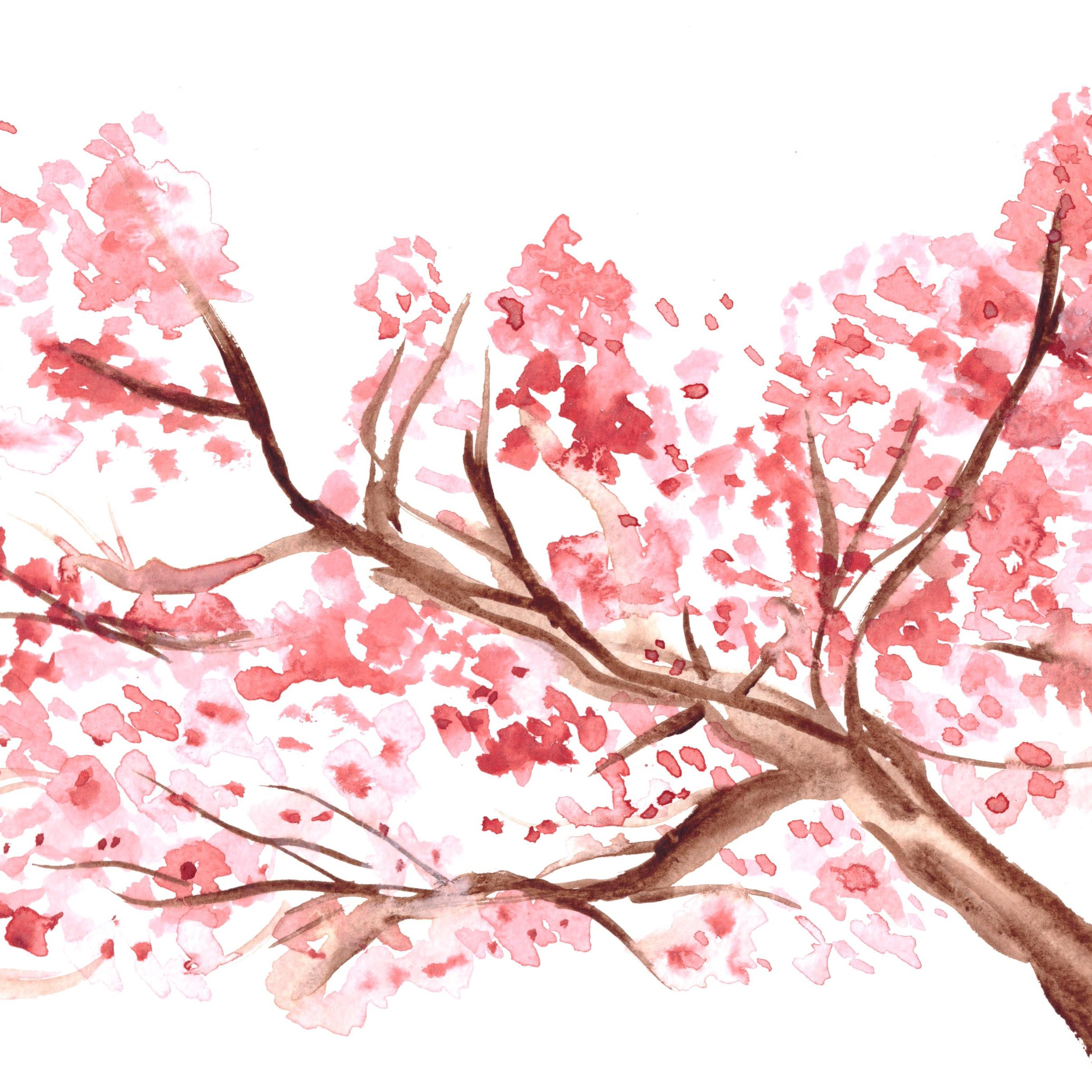 Сакура форма. Сакура референсы дерево. Сакура сбоку дерево. Картина черри блоссом. Сакура рисунок.