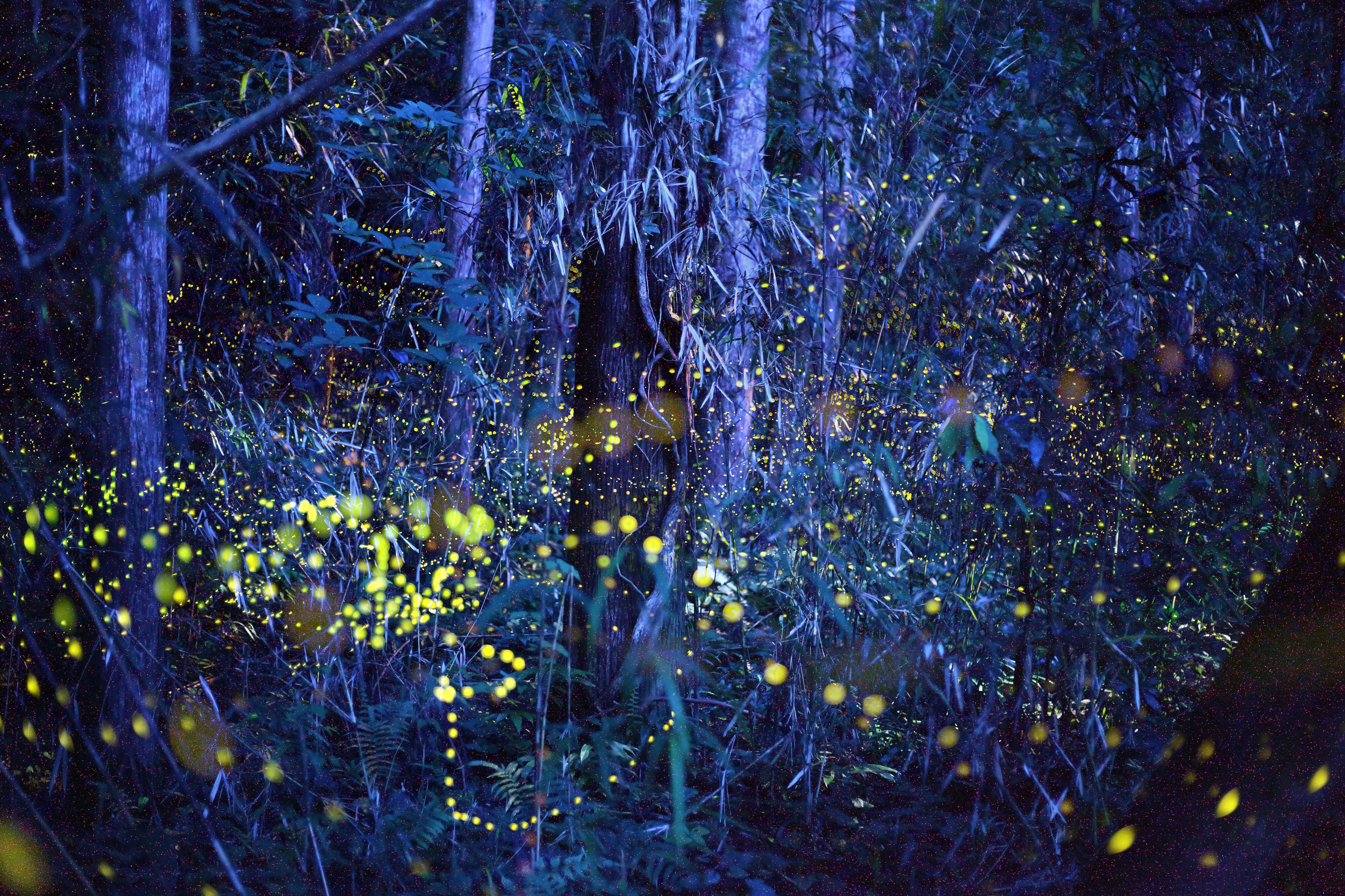 Звезды словно огоньки. Лес светлячков в Японии. Светлячки в бамбуковом лесу Япония. Ночные светлячки. Волшебный лес.