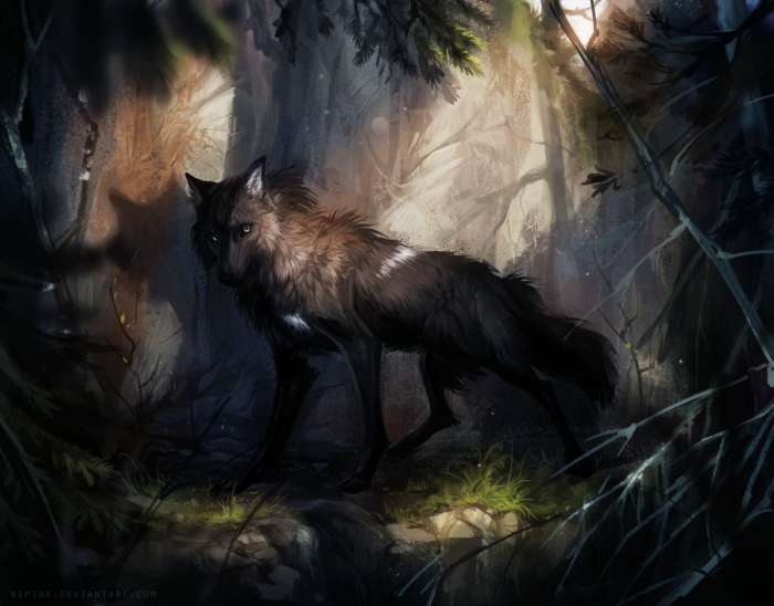 Черный волк (51 фото)