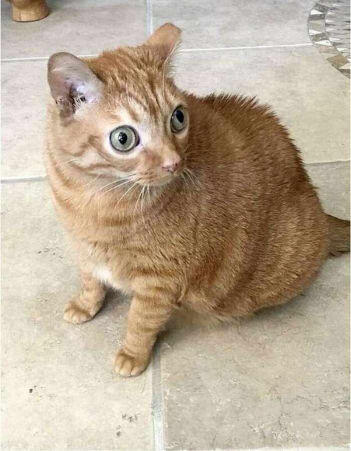 Потейто — глазастая кошка, ставшая звездой соцсетей