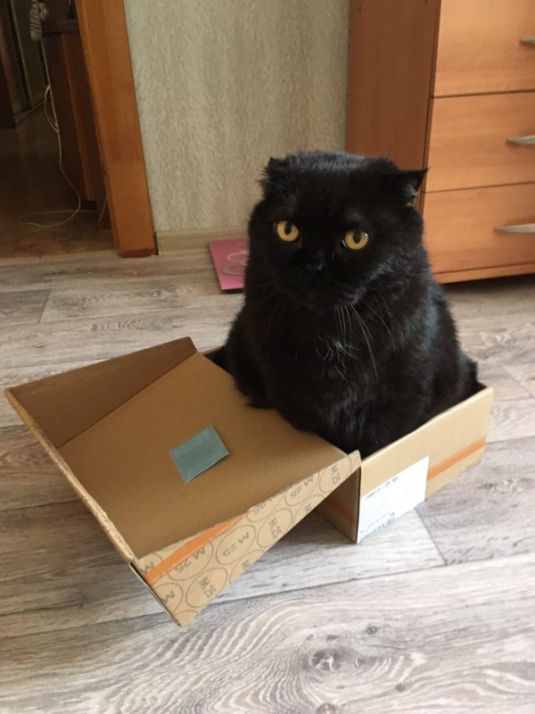 Коты и коробки (27 фото)