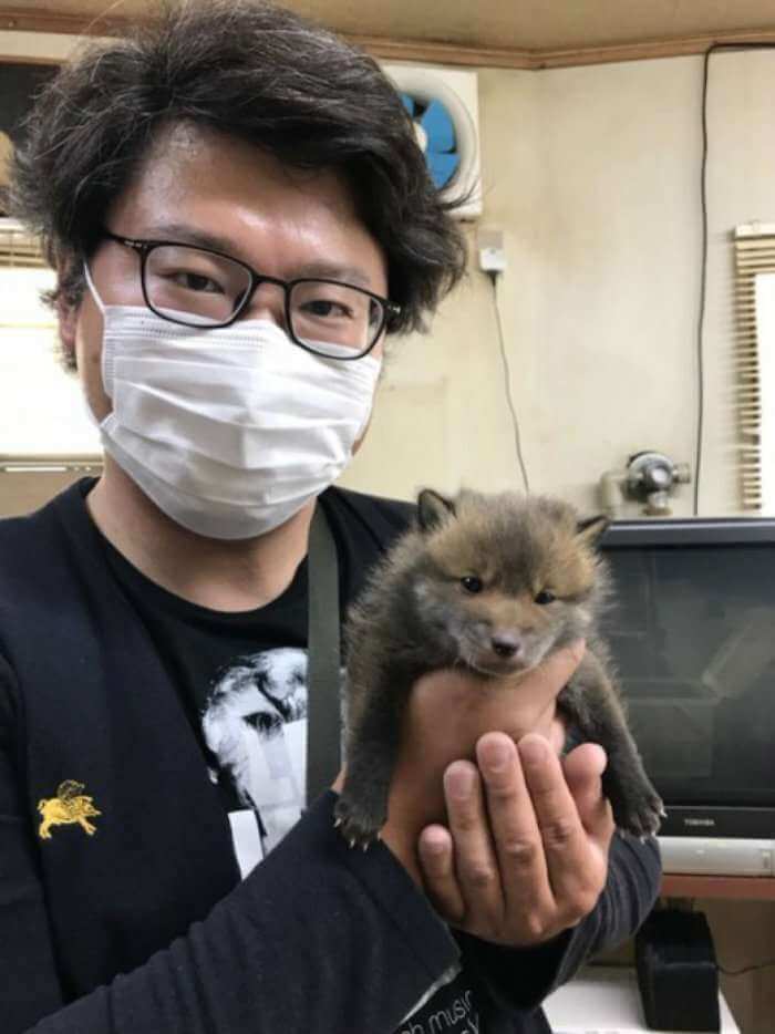 Мужчина спас щенка, оказалось что это лиса