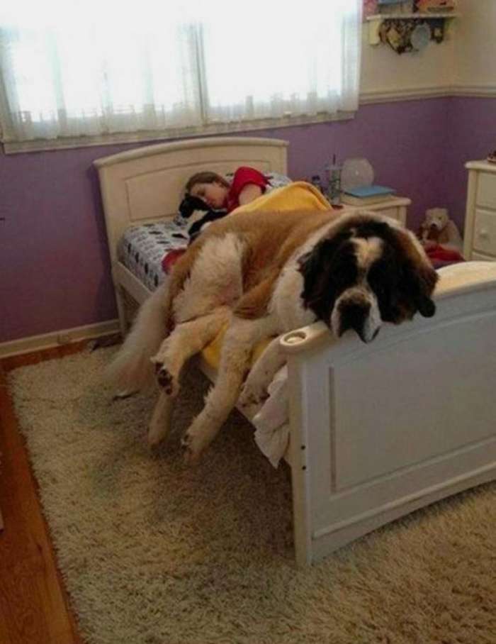 Забралась на кровать - не значит боится: 5 действий собак, который люди часто понимают неправильно