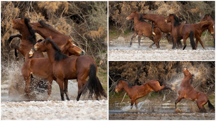 Впечатляющие кадры взаимоотношений диких лошадей
