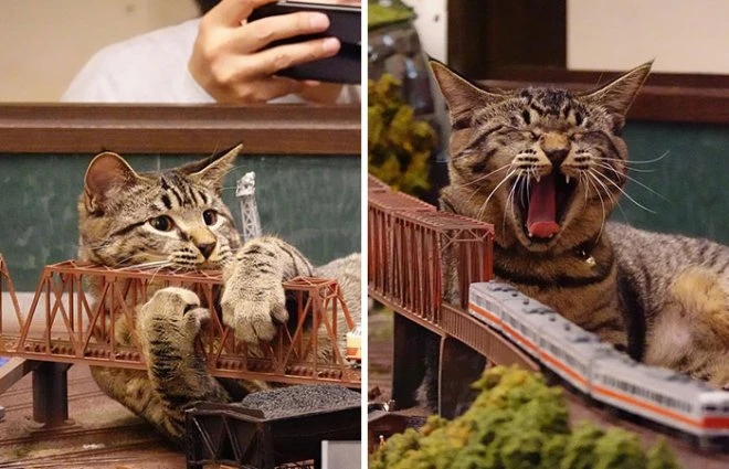 Бродячие кошки спасли ресторан Diorama во время пандемии