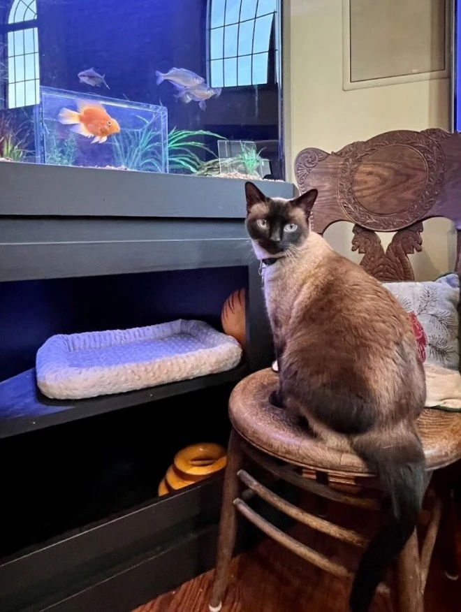 Индивидуальный аквариум для кота