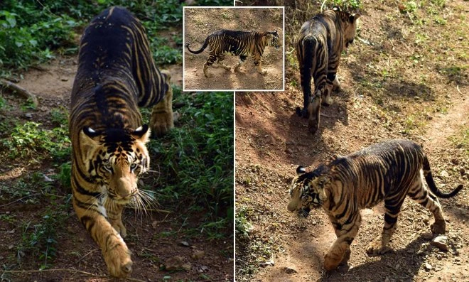 В Национальном парке Индии проживают редкие "черные" тигры