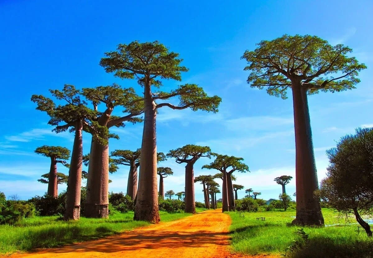 Мадагаскар остров достопримечательности - 97 фото