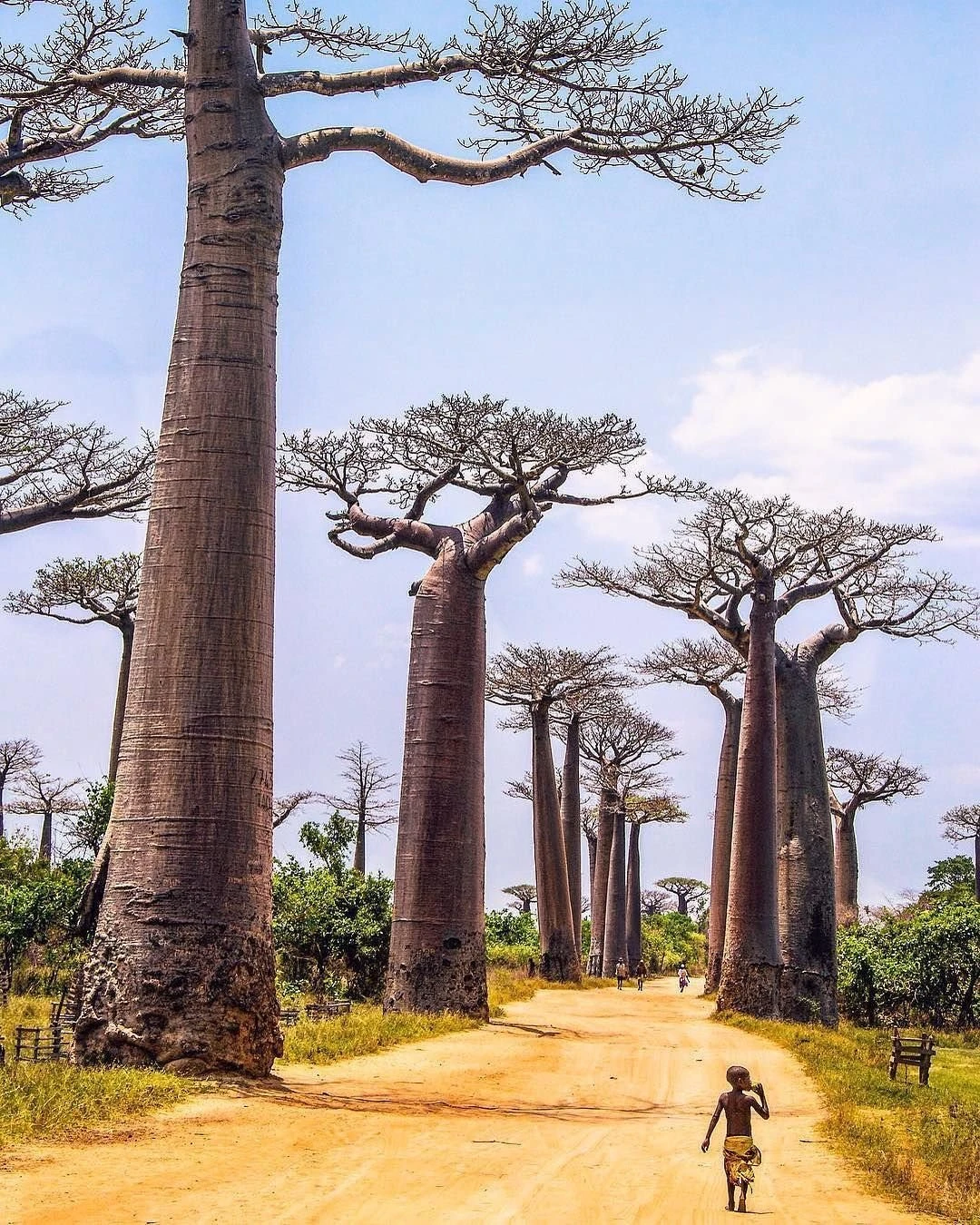Где баобабы розовый. Аллея баобабов Мадагаскар. Аллея баобабов, Мурундава, Мадагаскар. Проспект баобабов Мадагаскар. Аллея баобабов (Avenue of the Baobabs).