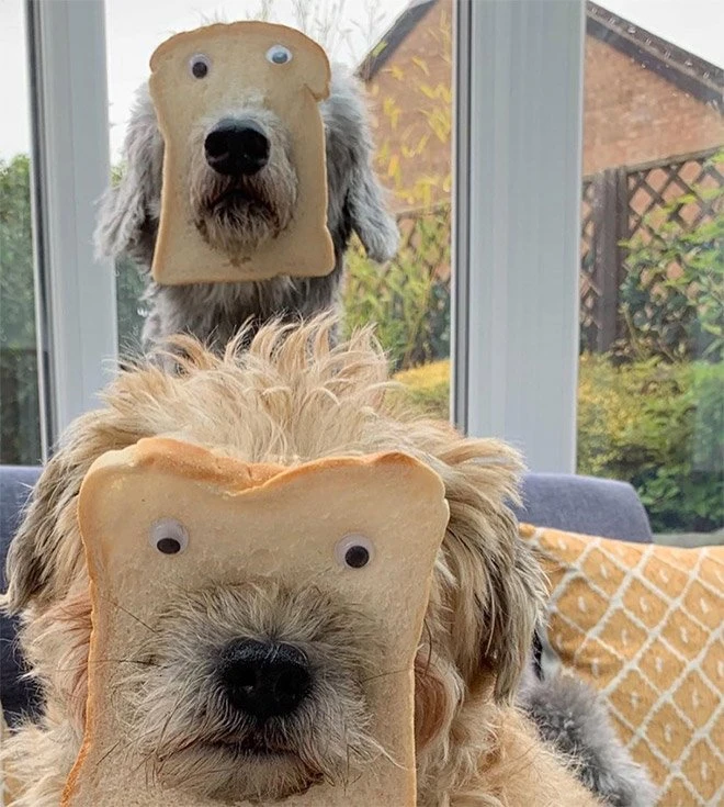 Собачьи маски из хлеба: Веселый тренд, который завоевал социальные сети (23 фото)